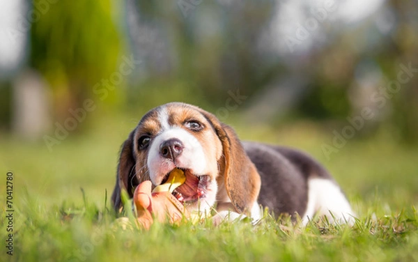 Obraz Growth of Puppy Teeth - Beagle dog