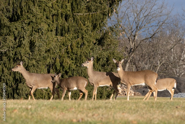 Fototapeta Herd of White-tailed Deer grazing in Natural Parkland