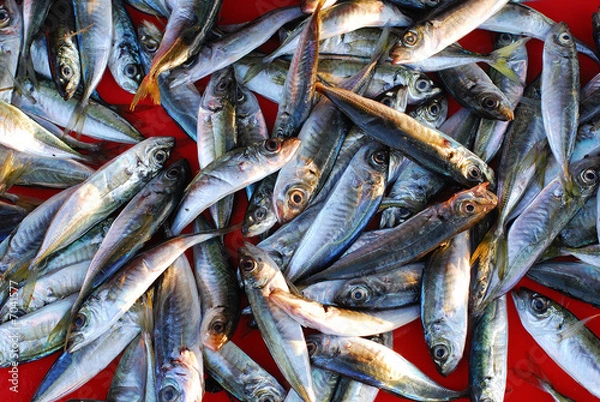 Obraz Fish, everywhere