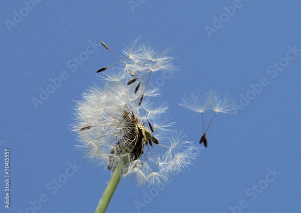 Fototapeta タンポポの綿毛