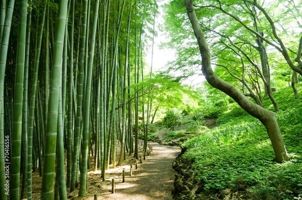 Obraz bamboo forest 