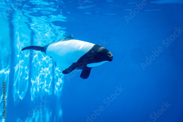 Fototapeta 水中を泳ぐイロワケイルカ