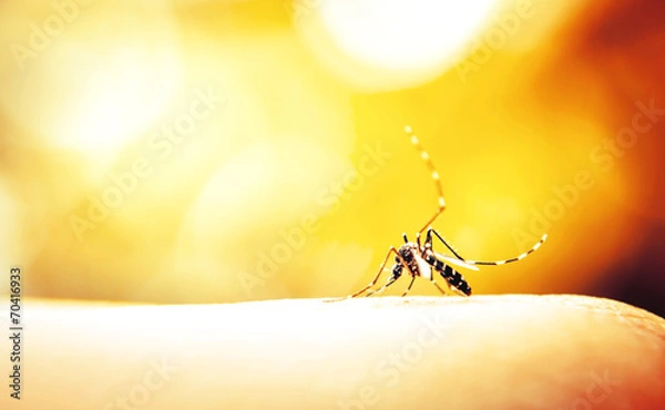 Fototapeta Komar ssący krew