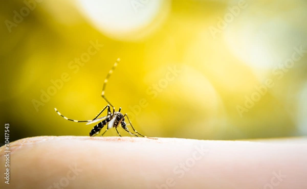 Fototapeta Mosquito sucking blood