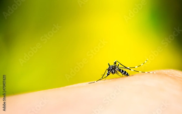 Fototapeta Komar ssący krew