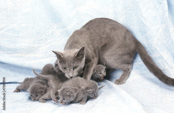 Obraz chatte et chatons bleu russe