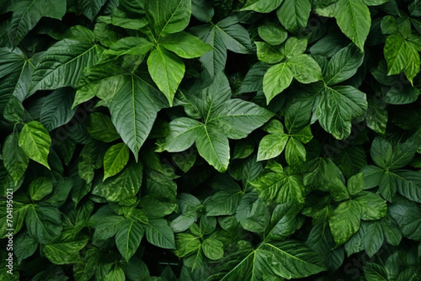 Fototapeta Close up photograph of a natural scene, lush green leaves