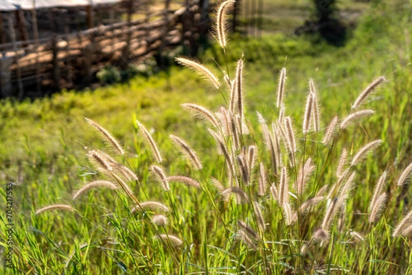 Fototapeta Foxtail Grass in a Lush Field with Rustic Fence Background.
