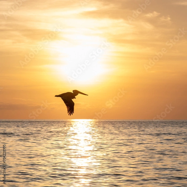 Obraz Pelican by sunset.