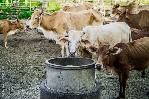 Fototapeta Cattle at Feeding Time: Cows Gathered Around a Farm Feed Trough.