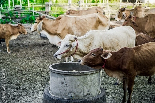 Fototapeta Cattle at Feeding Time: Cows Gathered Around a Farm Feed Trough.