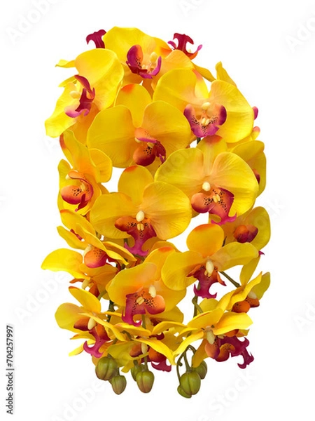 Obraz 黄色い胡蝶蘭の花