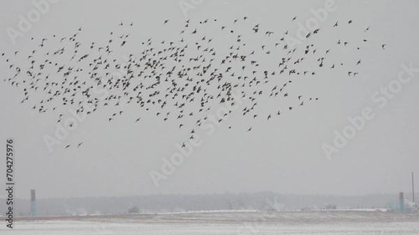 Fototapeta A flock of hundreds of birds remaining for the winter are flying over snow-covered fields. The common redpoll or mealy redpoll (Acanthis flammea) is a species of bird in the finch family.