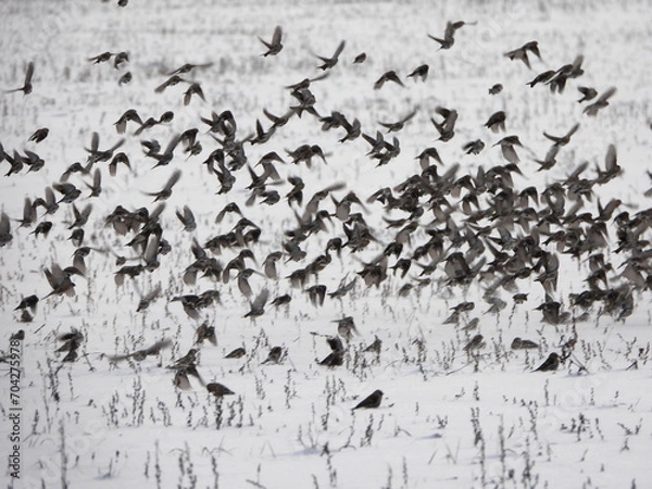Fototapeta A flock of hundreds of birds remaining for the winter are flying over snow-covered fields. The common redpoll or mealy redpoll (Acanthis flammea) is a species of bird in the finch family.