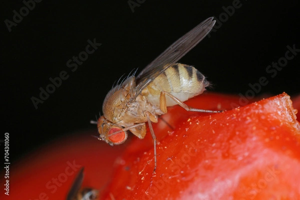 Obraz Cherry drosophila called also  spotted-wing drosophila (Drosophila suzukii). Economically important pest of various fruits. A female on an infested tomato plant in the garden.