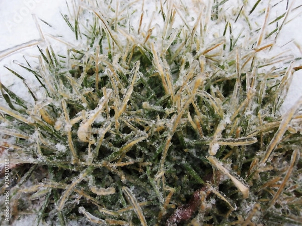 Fototapeta An amazing tangle of grass covered with icy rain.