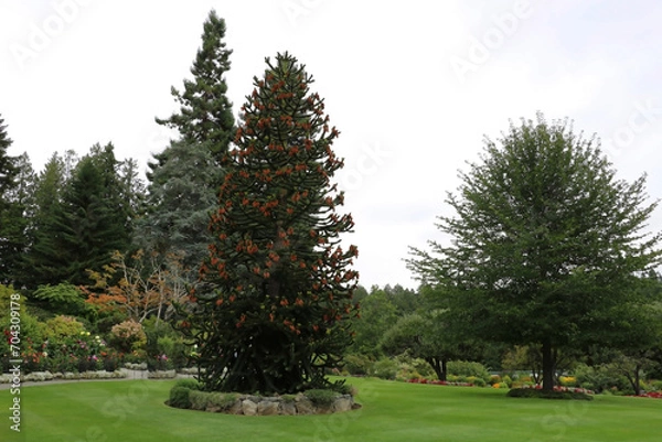 Fototapeta A blooming araucaria covered with stunningly thick needles. and flowers in the Butchart Garden