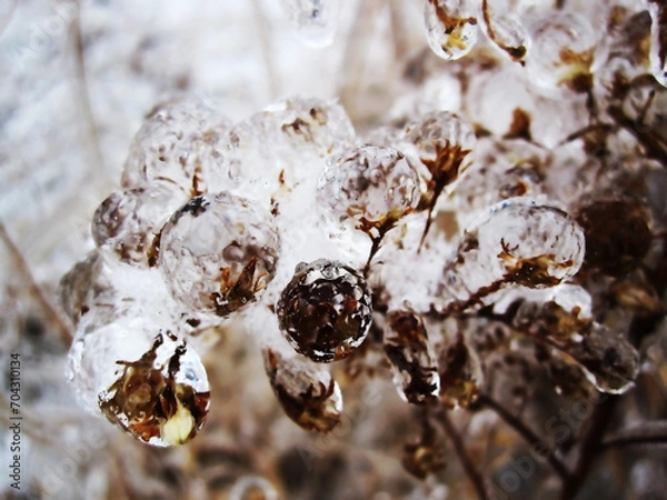 Fototapeta The icy rain covered the cones of the tree like a blanket.