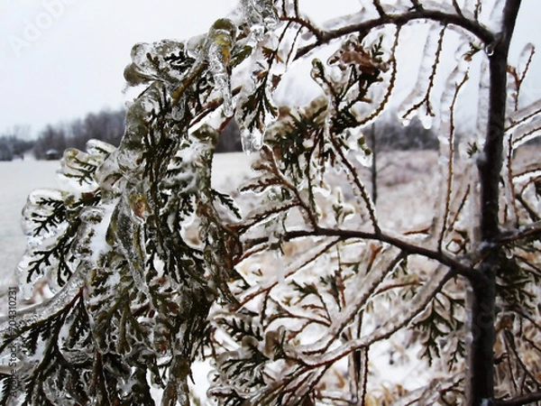Fototapeta The branches of the mountain ash bent under the weight of the ice.