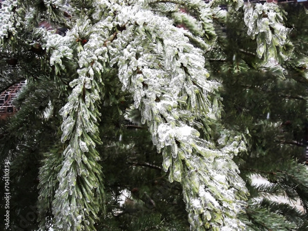 Fototapeta Spruce branch in the snow