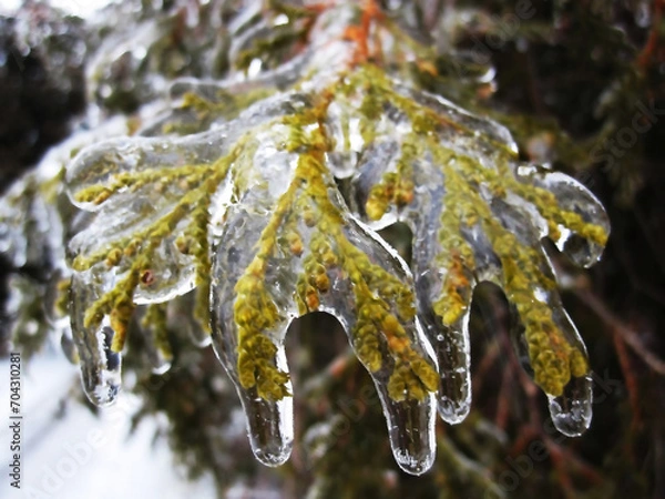 Fototapeta The peony leaf is covered with icy rain, like icing.