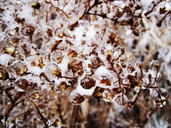 Fototapeta The plant is completely covered with ice after rain.