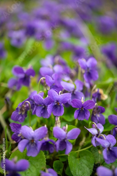 Obraz Vertical close up macro photo of a common violet (Viola Odorata) flowers in bloom. Floral photograph with selective focus.