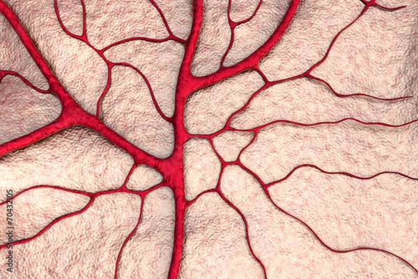 Fototapeta circulatory system