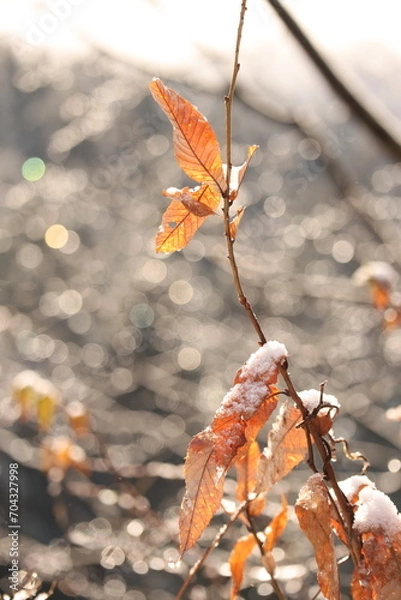 Obraz 落葉する葉っぱと雪の反射