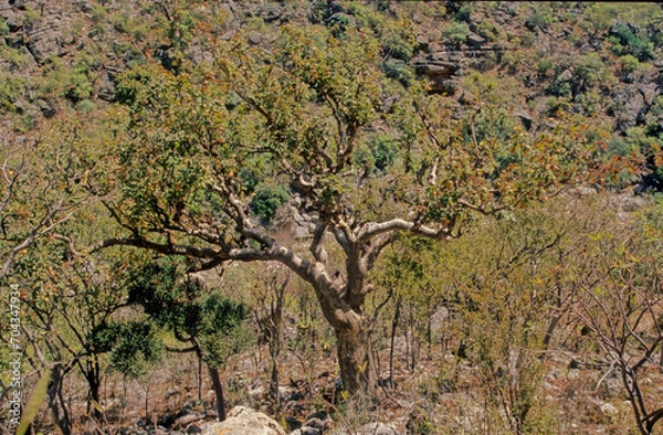 Fototapeta Commiphora myrrha