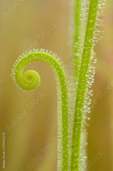 Fototapeta Leaves of a sundew (Drosera filiformis var filiformis) with a spiral shape and a yellow background