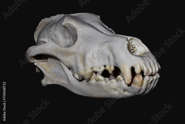 Fototapeta Teeth abrasion