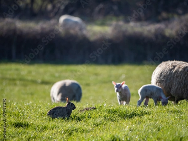 Fototapeta Young lambs with their mums in a green grassy field