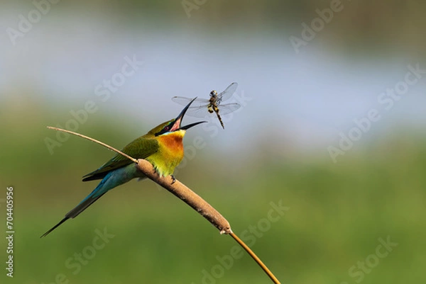 Fototapeta Blue Tailed Bee-eater Tossing a Dragonfly Before Gulping it