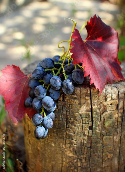 Obraz Bunch of grapes with leaves lying on the stump.