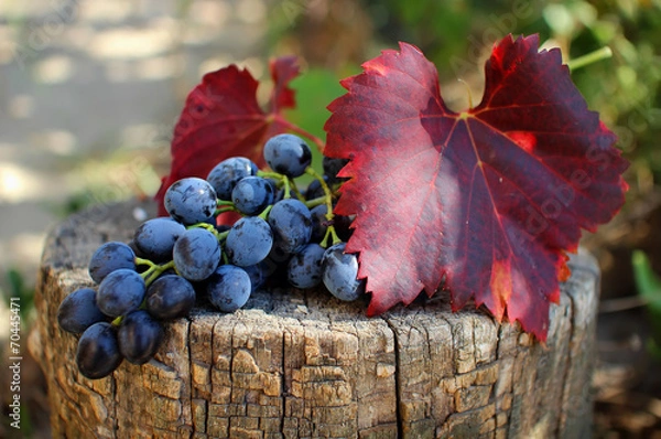 Obraz Bunch of grapes with leaves lying on the stump.