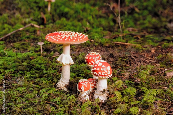 Obraz Fliegenpilze im Wald