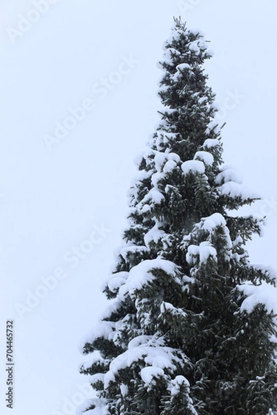 Obraz snow covered pine tree 