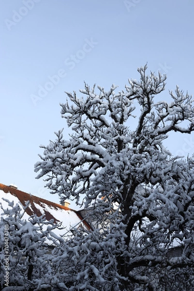 Obraz snow covered trees