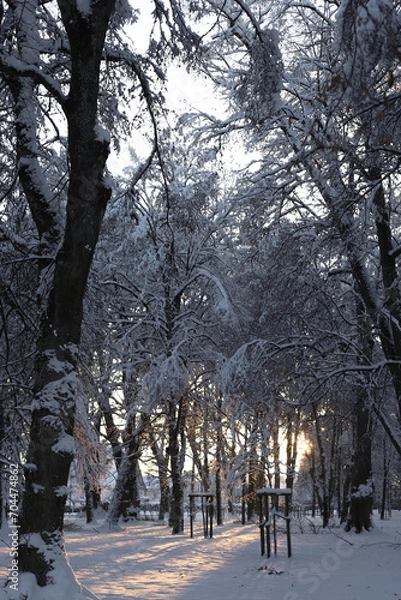 Obraz winter in the park