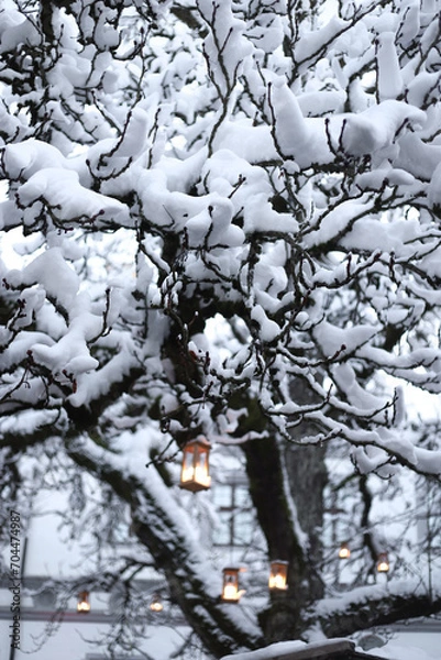Obraz trees in snow