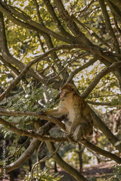 Obraz squirrel on tree