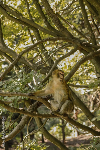 Obraz squirrel in the tree