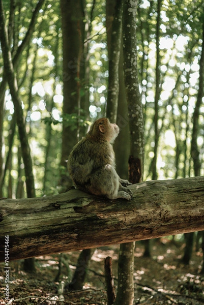 Obraz squirrel in tree