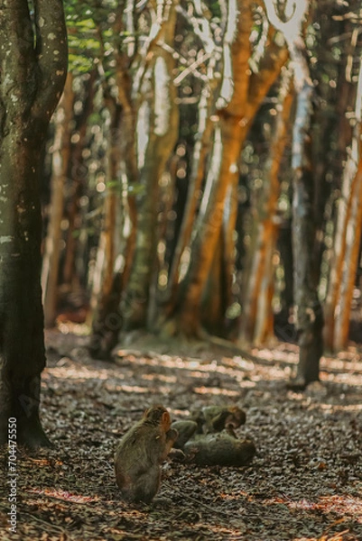 Obraz squirrel in the woods