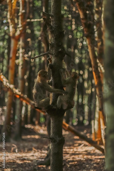 Obraz squirrel in the forest