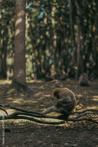 Obraz squirrel on a tree