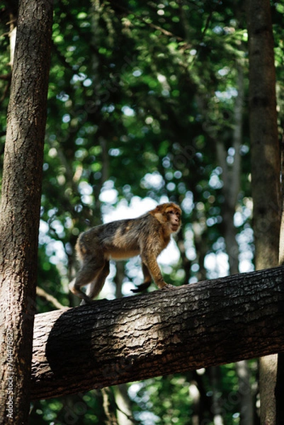 Obraz A macaque in a tree