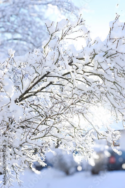 Obraz snow covered trees