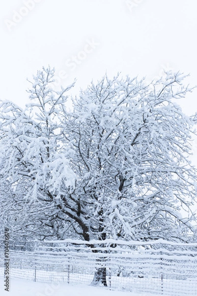 Obraz snow covered trees
